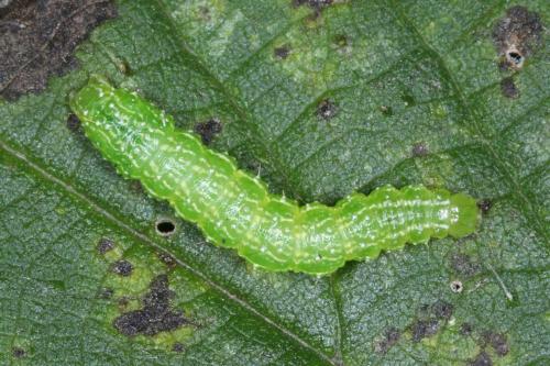 Réf. 294 059 : Diachrysia chrysitis